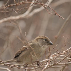 Foyer rural de Velars-sur-Ouche